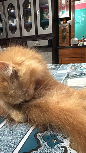 1-3 Months Male Purebred Persian