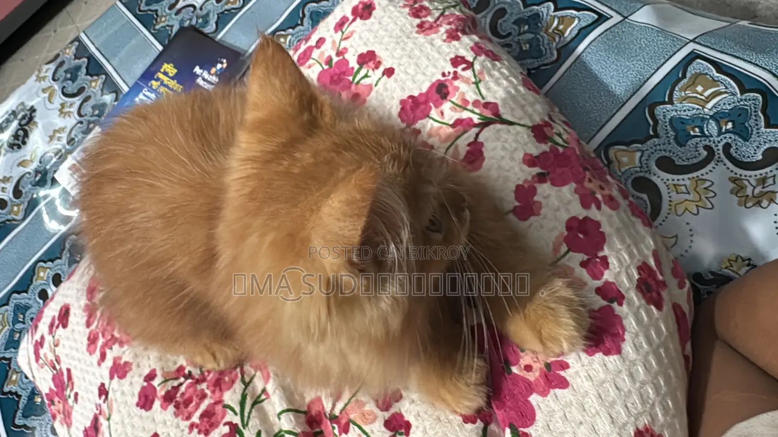 1-3 Months Male Purebred Persian
