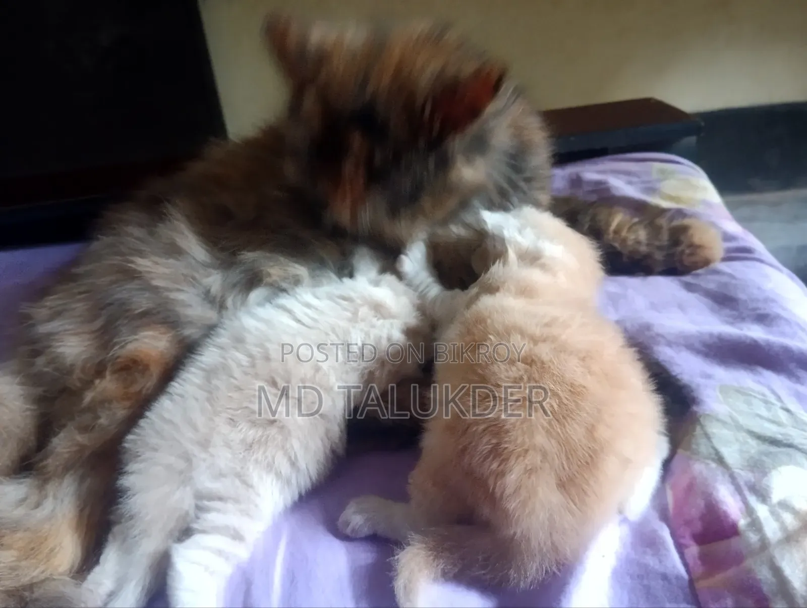 ০-১ মাস বয়সী খাঁটি পার্সিয়ান মাদি বিড়ালছানা