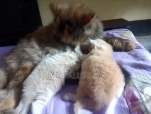 ০-১ মাস বয়সী খাঁটি পার্সিয়ান মাদি বিড়ালছানা