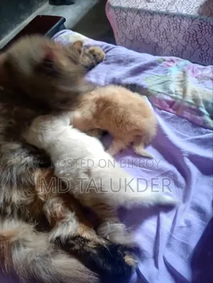 ০-১ মাস বয়সী খাঁটি পার্সিয়ান মাদি বিড়ালছানা