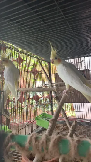 Adult Running Lutino Cockatiel Pair. (Full Setup + Seedmix + Medicine)