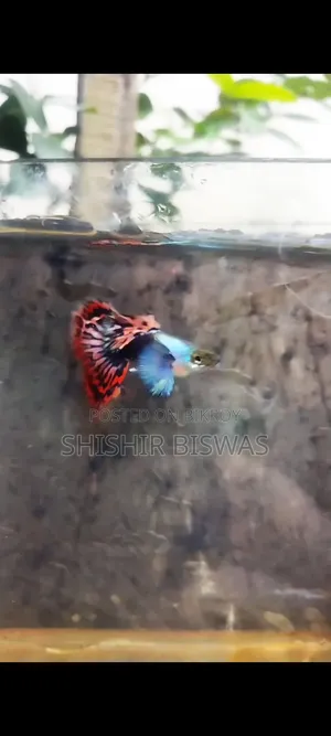হাফমুন ডুম্বো মোজাইক গাপ্পি