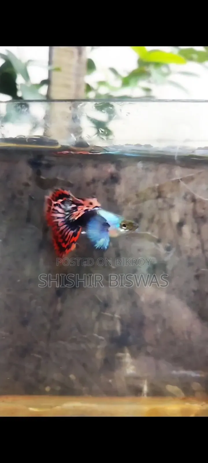 হাফমুন ডুম্বো মোজাইক গাপ্পি