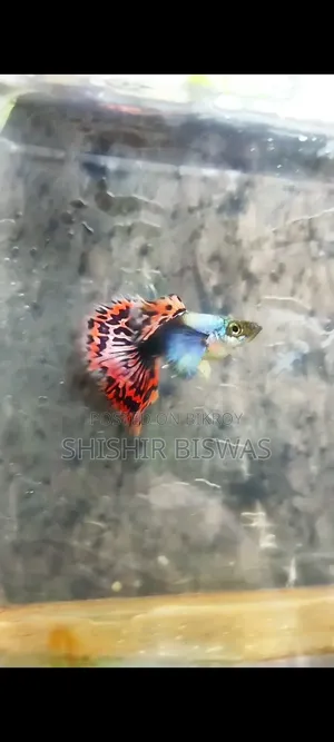 হাফমুন ডুম্বো মোজাইক গাপ্পি