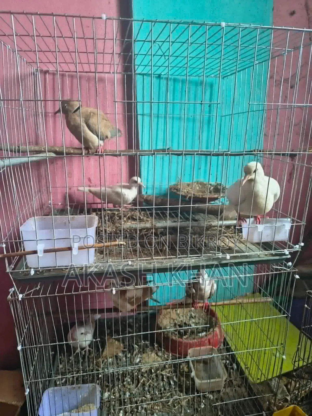 Breeding Australian Dove.
