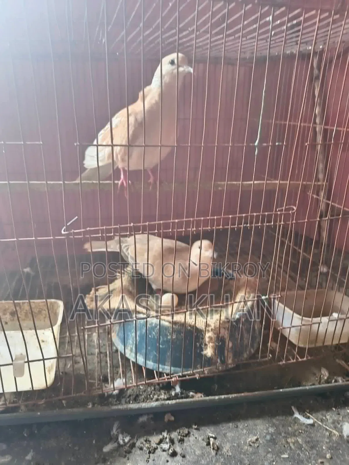 Breeding Australian Dove.