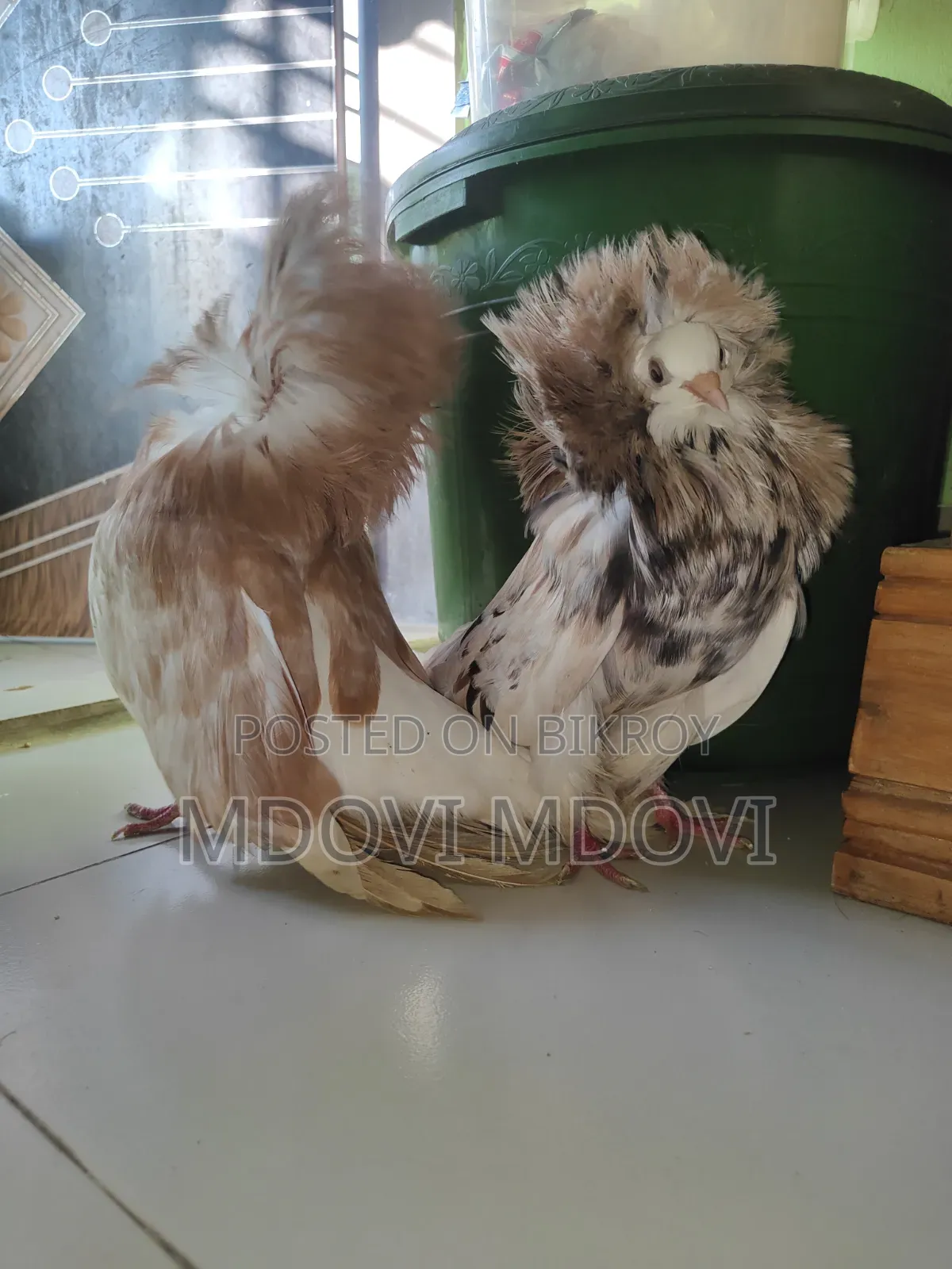 Jacobin Pigeon