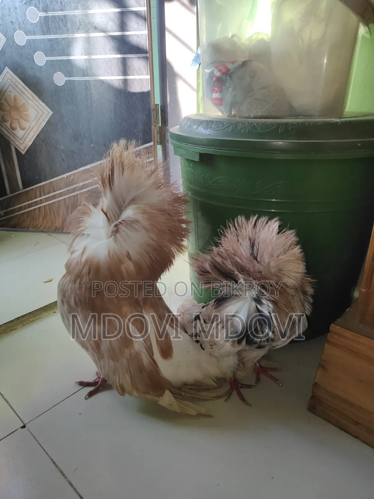 Jacobin Pigeon