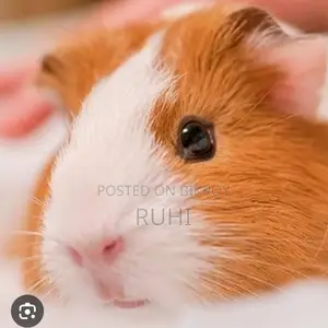 Guinea Pig for Sale.