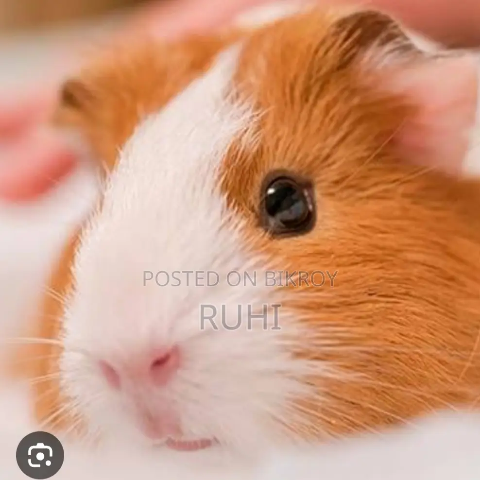 Guinea Pig for Sale.