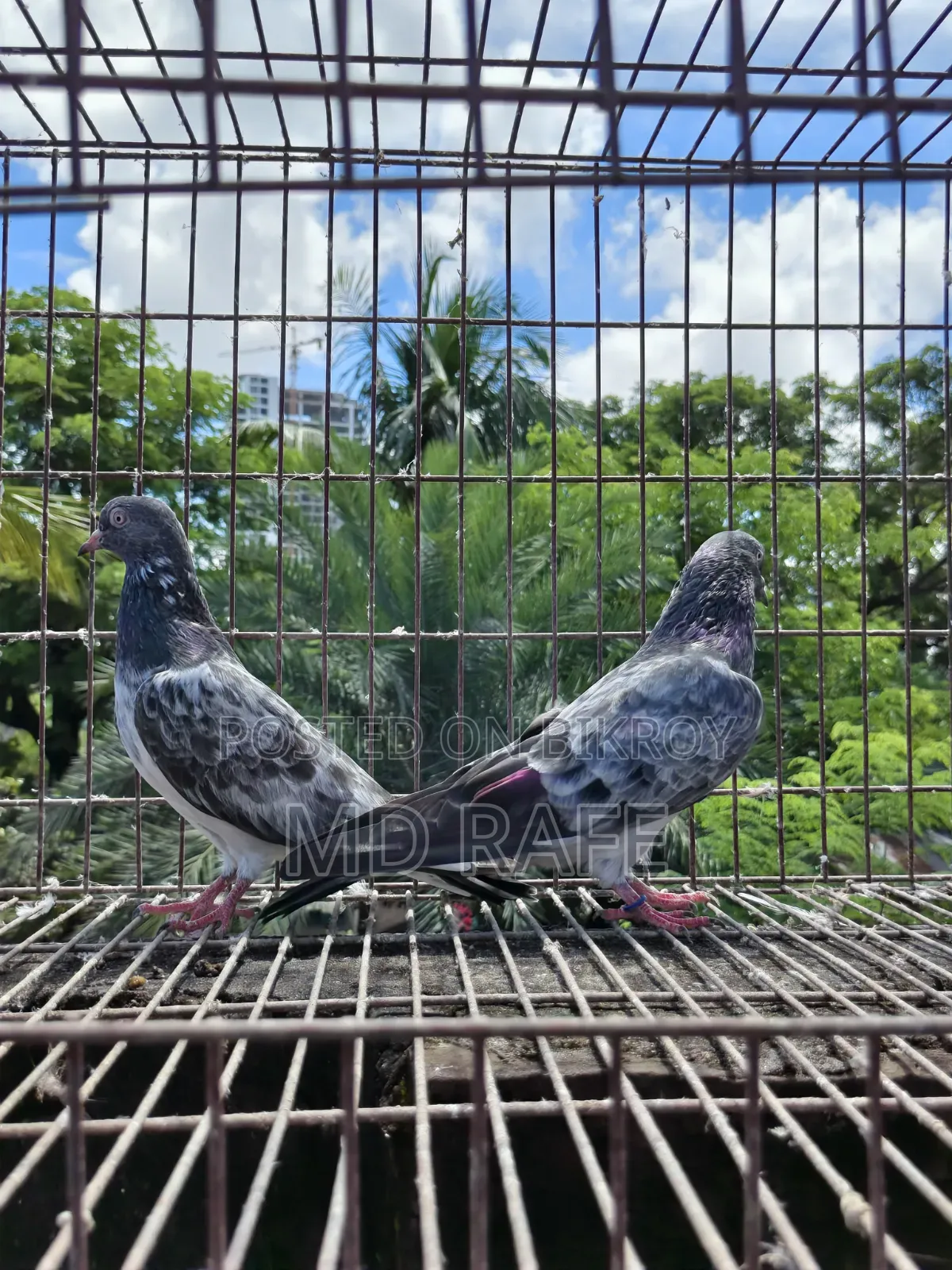 Fantail Pigeon