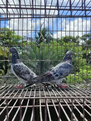Fantail Pigeon