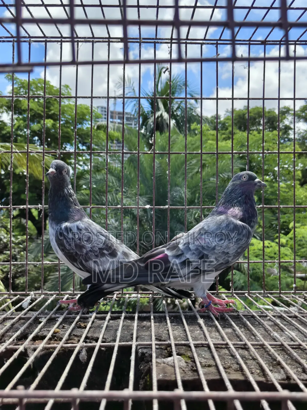 Fantail Pigeon