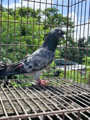 Fantail Pigeon