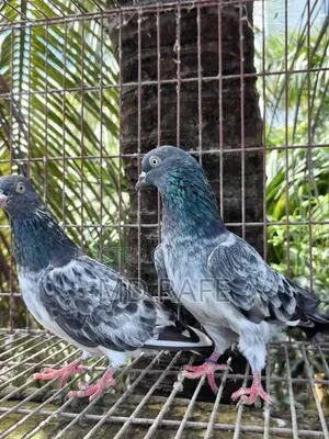 Fantail Pigeon