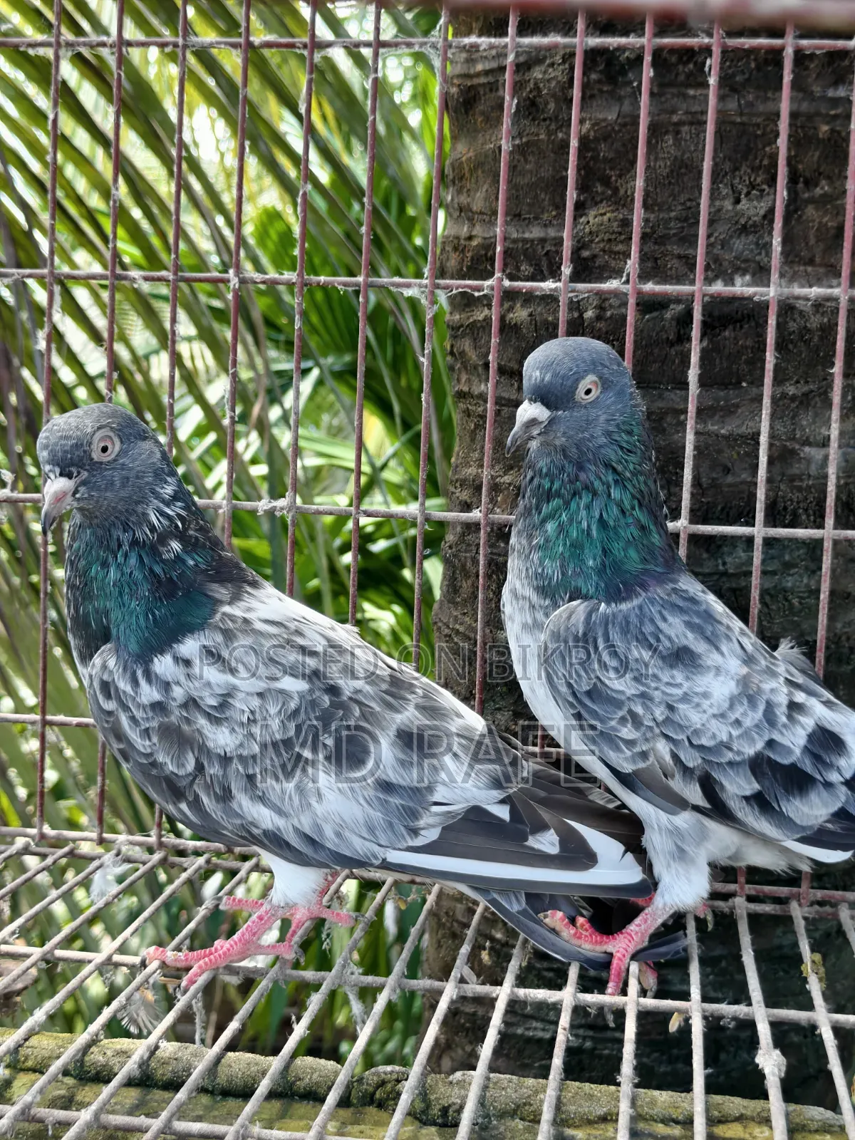 Fantail Pigeon