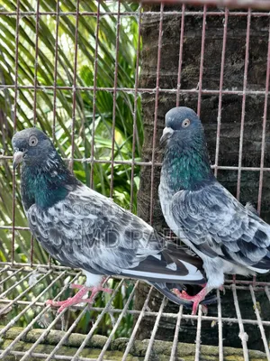 Fantail Pigeon