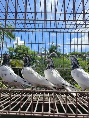 Sial Kuti