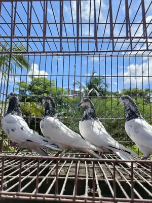 Sial Kuti