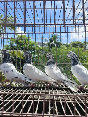 Sial Kuti
