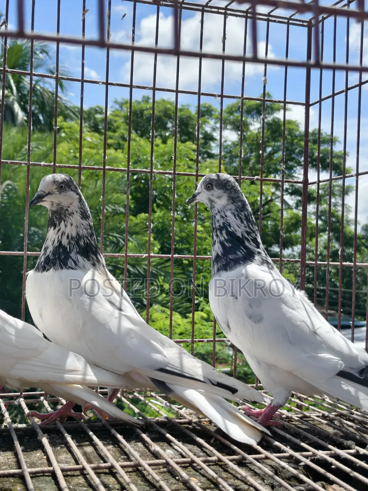 Sial Kuti