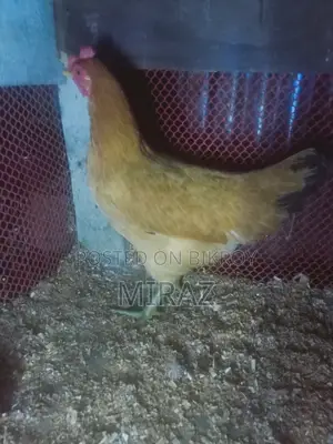 Desi Chicken Sale