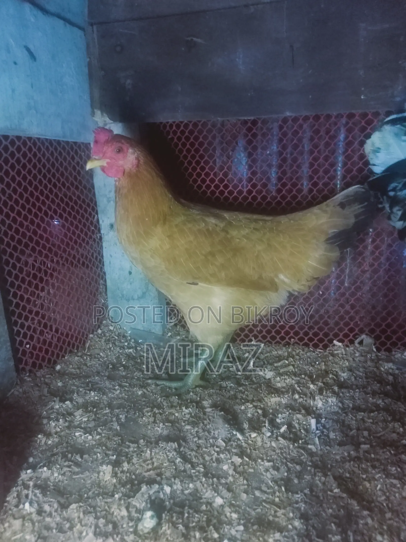 Desi Chicken Sale