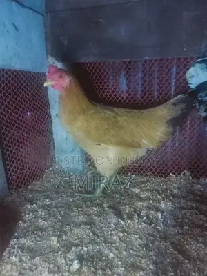 Desi Chicken Sale