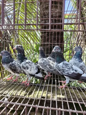 Gabwala Pigeon