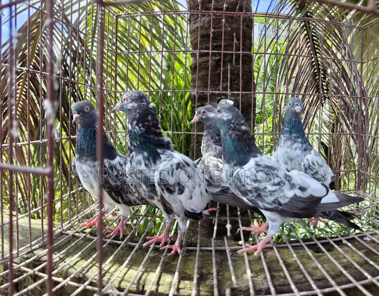 Gabwala Pigeon