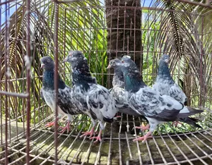 Gabwala Pigeon
