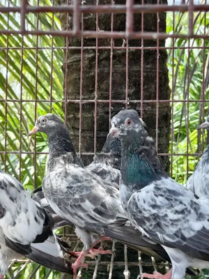 Gabwala Pigeon