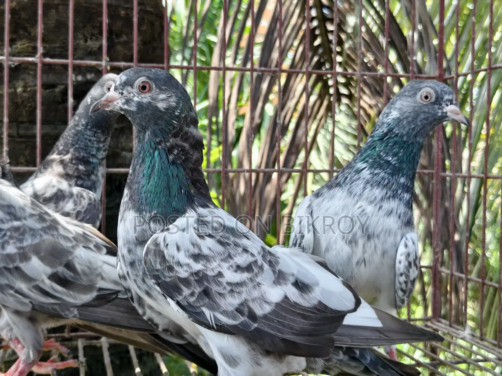 Gabwala Pigeon