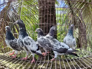 Gabwala Pigeon