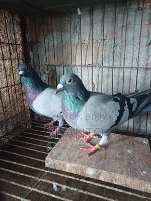 রেসিং পিজন ১ জোড়া। রেজাল্ট করা এক জোড়া রেসার কবুতর।