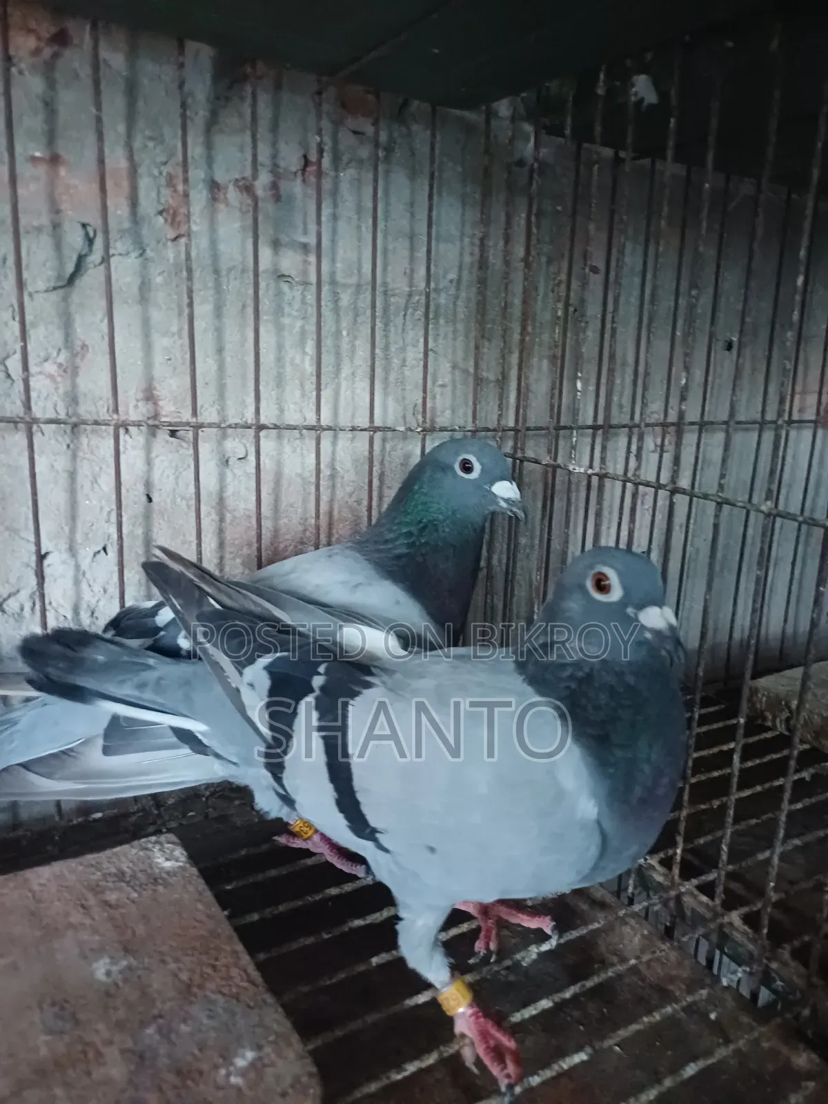 রেসিং পিজন ১ জোড়া। রেজাল্ট করা এক জোড়া রেসার কবুতর।