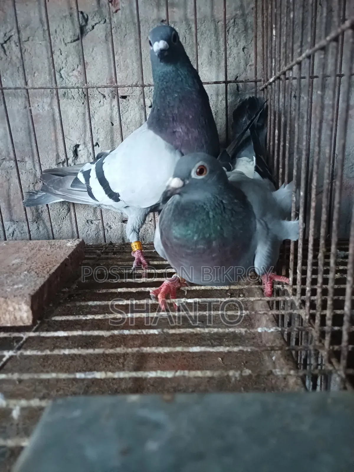 রেসিং পিজন ১ জোড়া। রেজাল্ট করা এক জোড়া রেসার কবুতর।