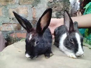 Female Rabbit