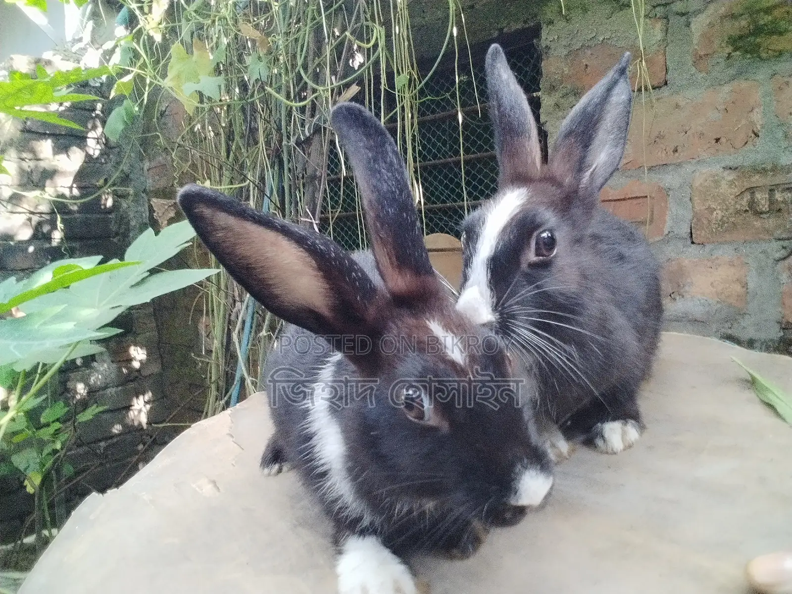 Female Rabbit