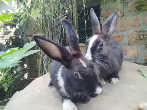 Female Rabbit