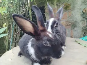 Female Rabbit