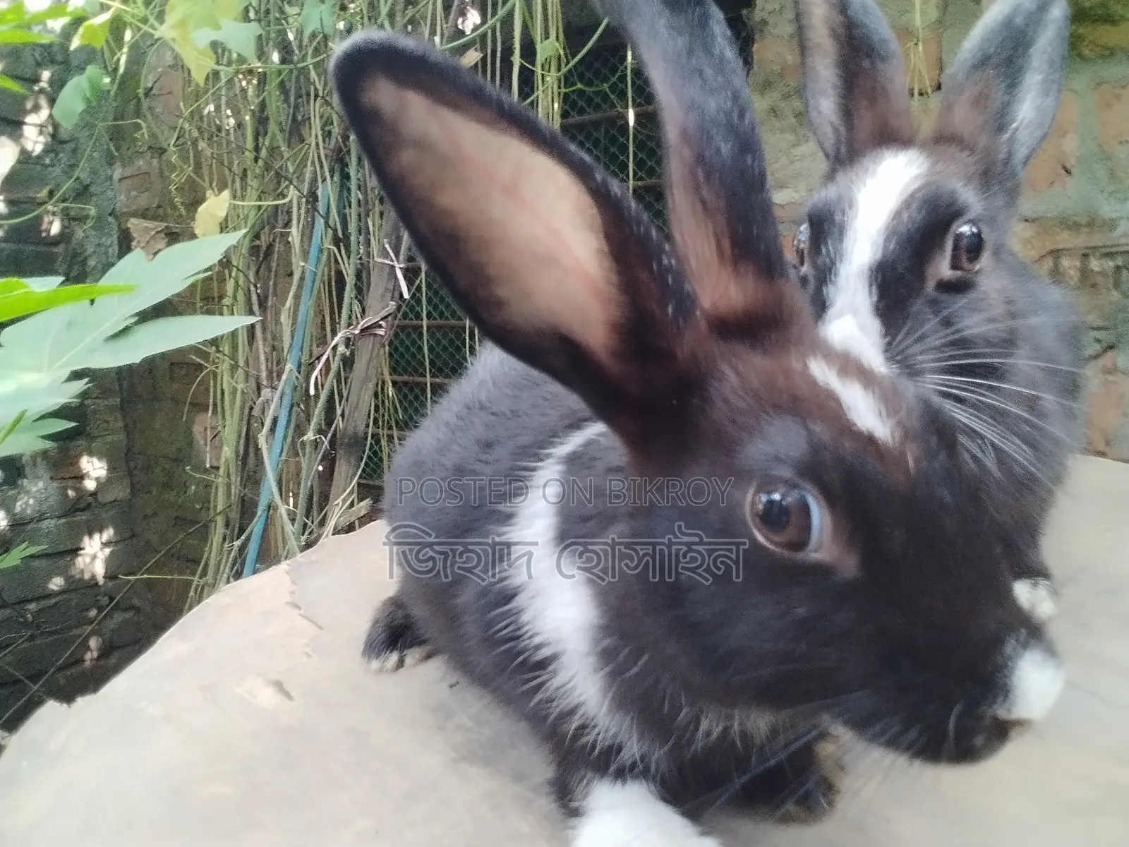 Female Rabbit