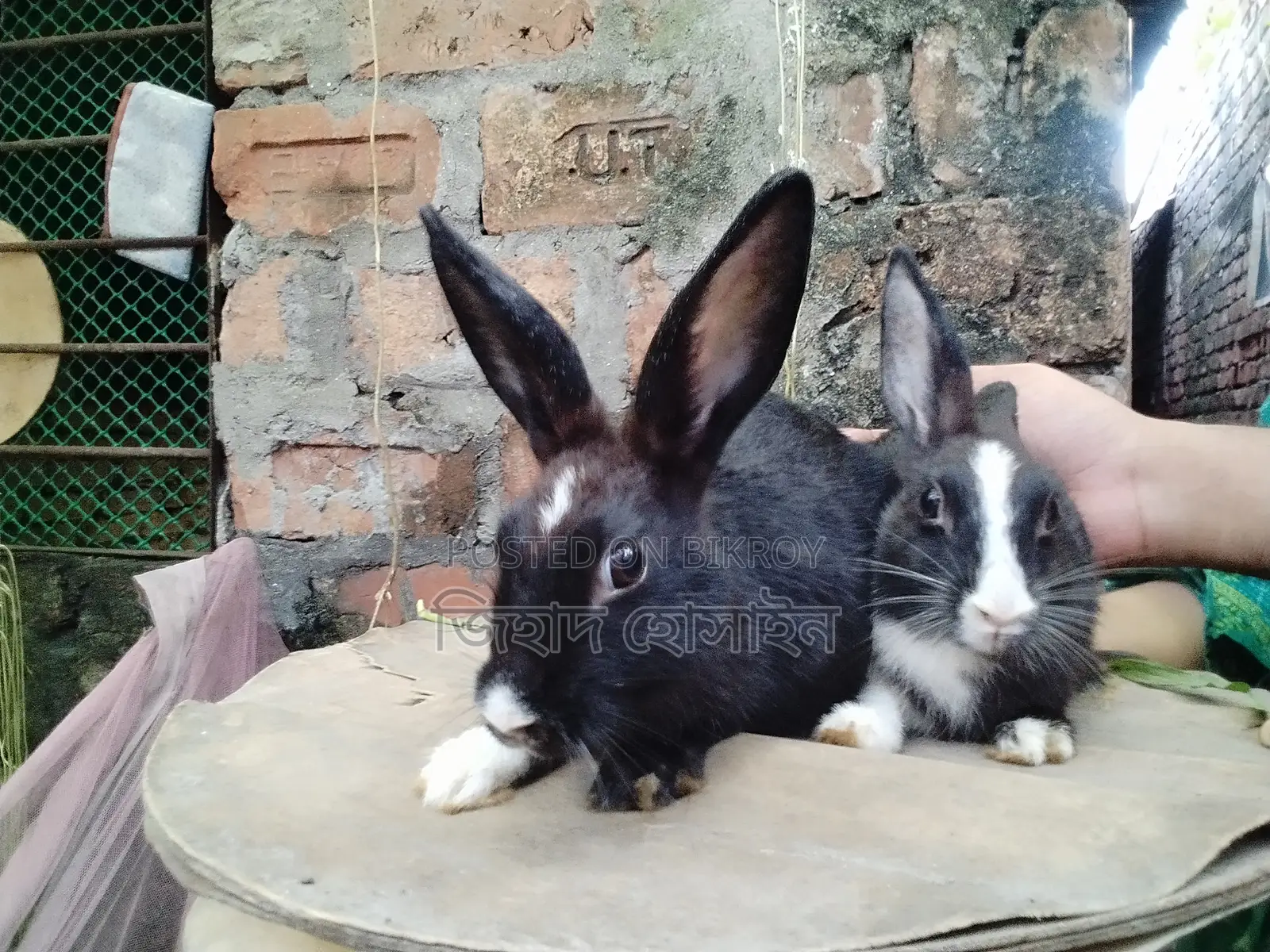 Female Rabbit