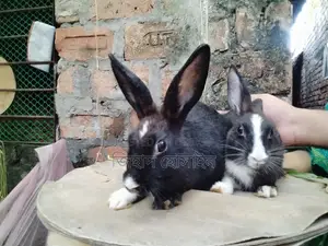 Female Rabbit