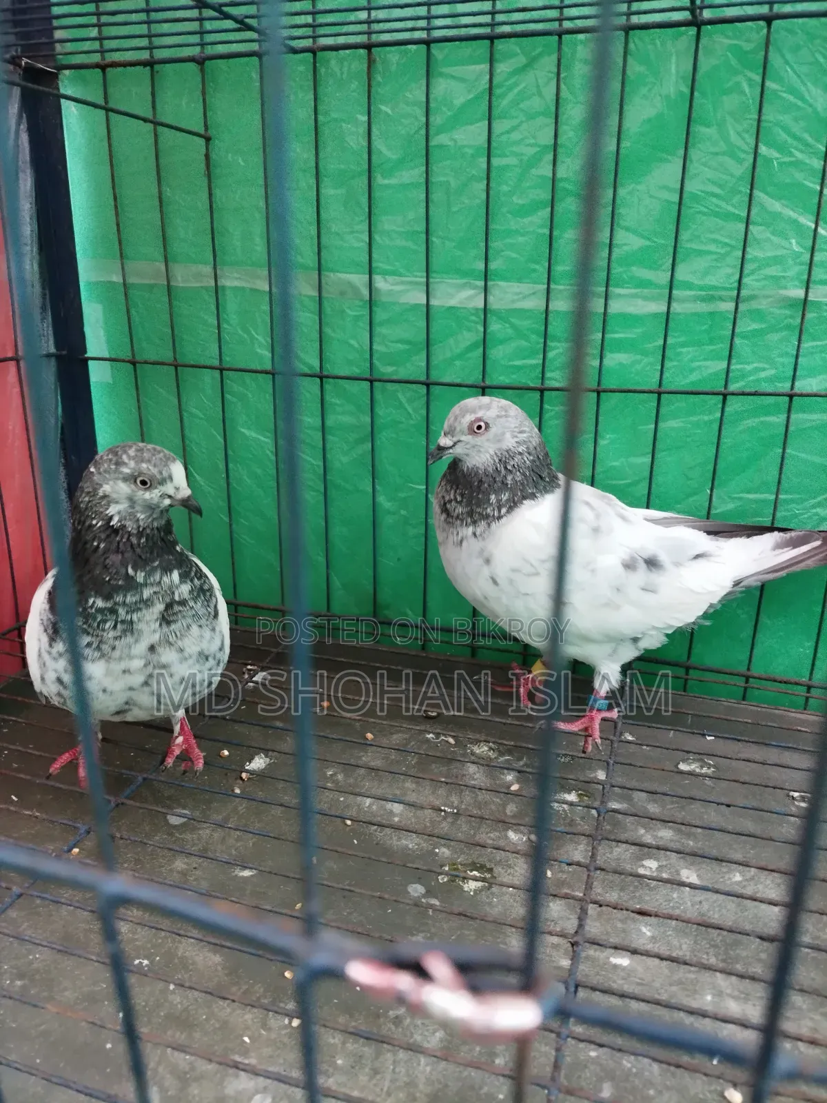 Giribaj Pigeon