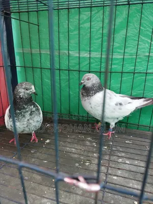 Giribaj Pigeon