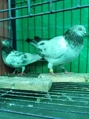 Giribaj Pigeon
