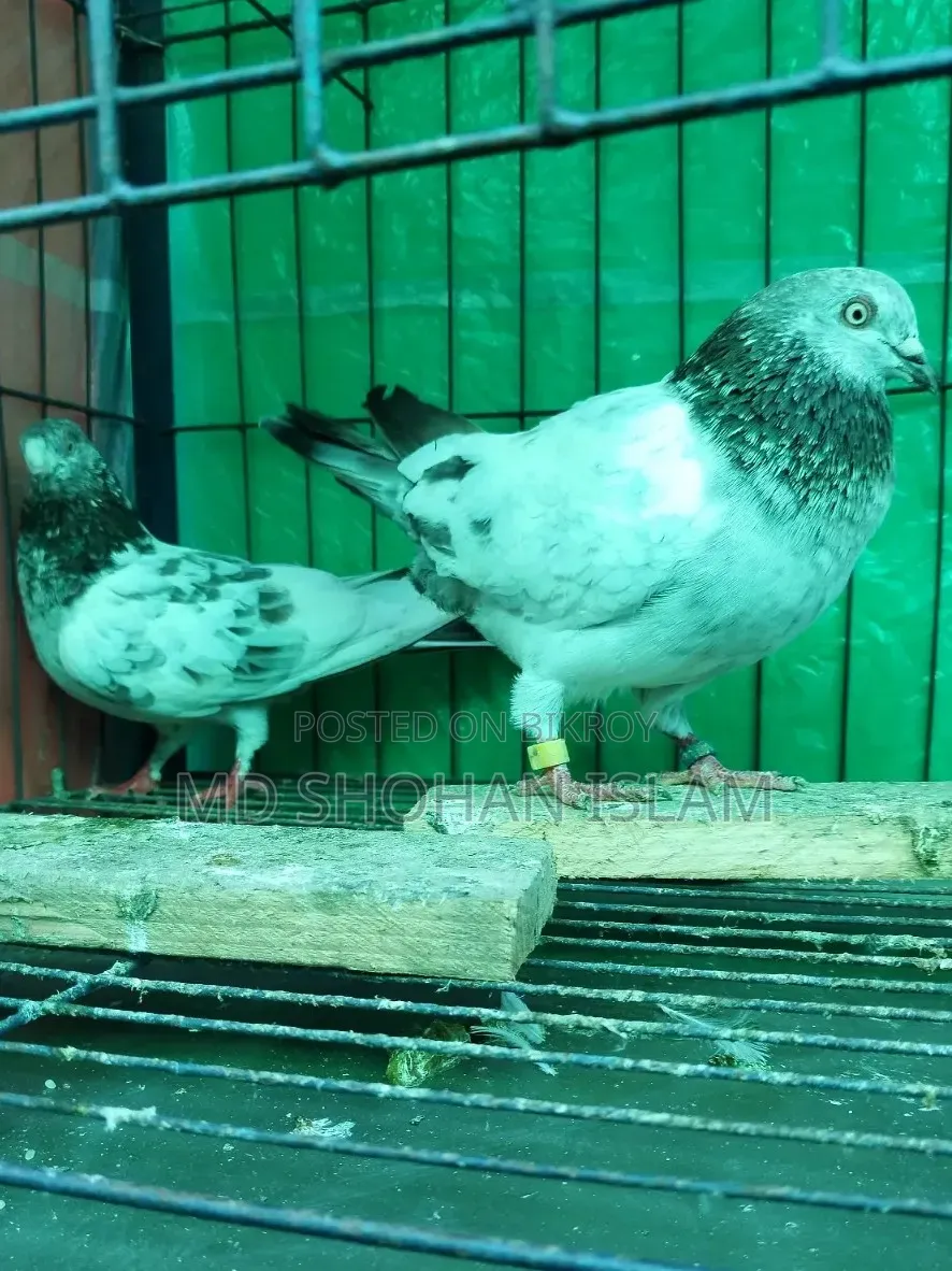 Giribaj Pigeon