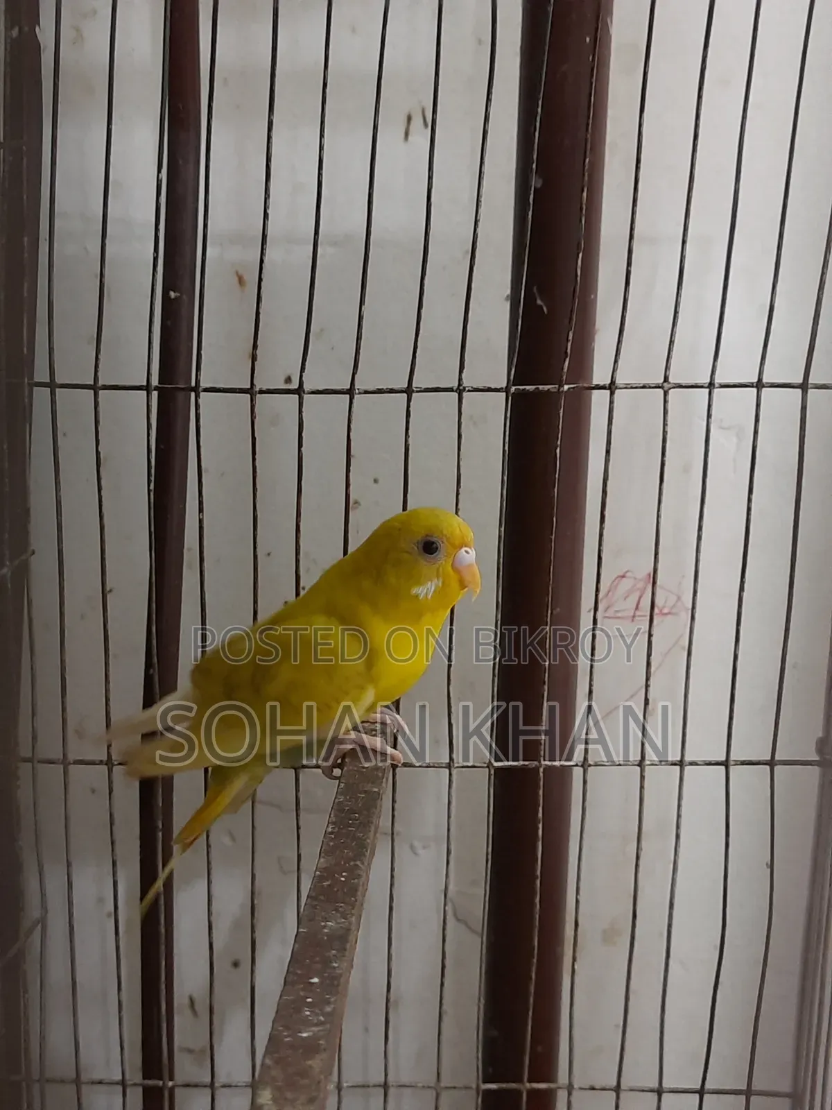 রানিং ফিমেল বাজিগর